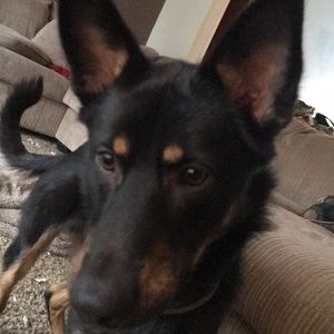 Meet your Posher, Gavin